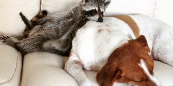 Hayatı Kurtarıldıktan Sonra Kendini Köpek Sanmaya Başlayan Rakun Kardeş
