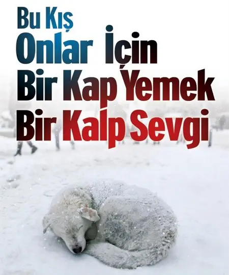 sultanbeyli-sokak-hayvanlarini-unutmadi41567ae6c9c986539265