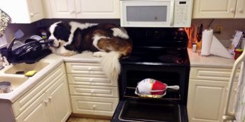 Neden Tezgahın Üzerinde Oturduğuna Dair Hiçbir Fikri Olmayan 9 Dev Köpek