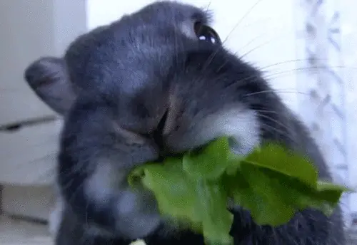 vegan