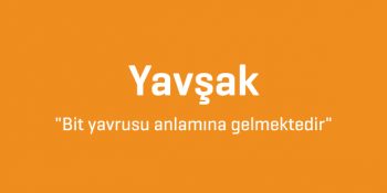 Anlamlarını Bilseniz Hiç Kullanmayacağınız 9 Argo Kelime