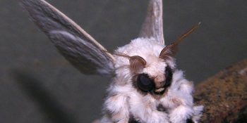 Muhtemelen Varlığından Haberdar Dahi Olmadığımız Hayvanlar (Bölüm 2)