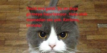 Kedi Avni İle Tanışın: Kedilerin de Bir Fuat Avni’si Olsa Bize Mırlayacağı 11 Şey