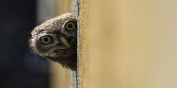 Müebbet Hapis Cezasına Mahkum Edilen Baykuşun Hikayesi