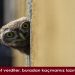 Müebbet Hapis Cezasına Mahkum Edilen Baykuşun Hikayesi
