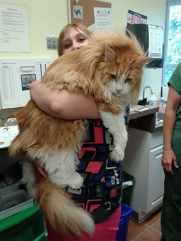 big-cats-maine-coons-52__605