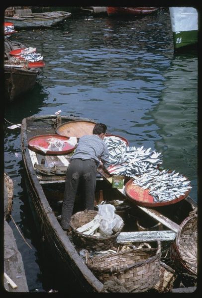boats-were-filled-with-fish