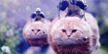 16 Örnekle Belçikalıların Teröre Karşı Başlattığı Kedili Orantısız Zeka Örneği: #BrusselsLockdown
