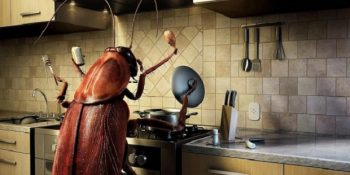 Bir Sabah Böcek Olarak Uyansaydınız Başınıza Gelebilecek 10 Durum