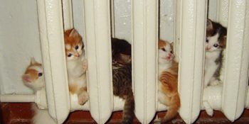 En Az Bizim Kadar Üşümekten Şikayetçi Olsa da İçimizi Isıtacak 21 Hayvan Dostumuz