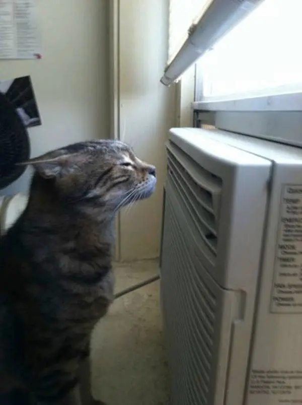 kedi-hava