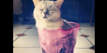 Kedilerin Aslında Sıvı Olduklarının 15 Görselle Kanıtı