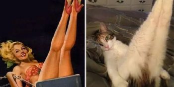 Kedi Kadın Tanımının Doğruluğuna Kanıt 14 Pozcu Pisi