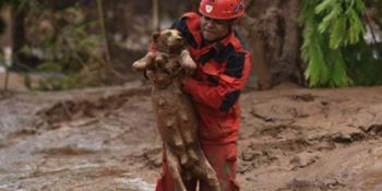 Umutları Yeşertecek Bir Hikaye: Brezilya’daki Heyelandan Son Anda Kurtarılan Köpek