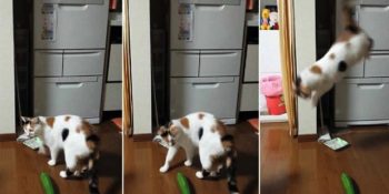 9 Maddede Kedilerin Salatalıkla İmtihanı