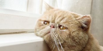 Zaman Zaman Melankolik Takılmayı Sevmemizin 9 Nedeni