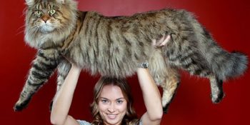 Evinizdeki Minnoşun Gözünüze Minnacık Gözükmesini Sağlayacak 16 Dev Kedicik