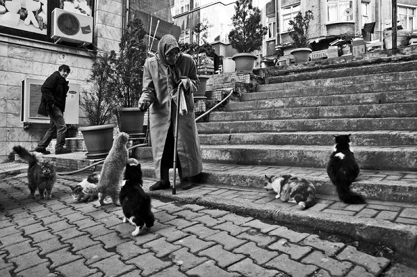 old_woman_and_cats_2_by_emregurten