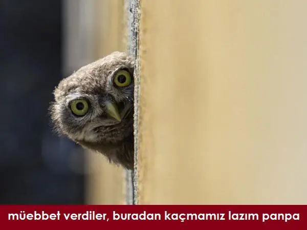 sonrada.cozumu.baykusu