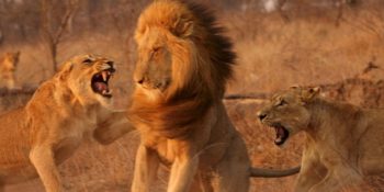 Her Burç İnsanının Terk Edilirken Verdiği Şahsına Münhasır 12 Tepki