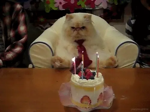 birthday-cat-not-happy