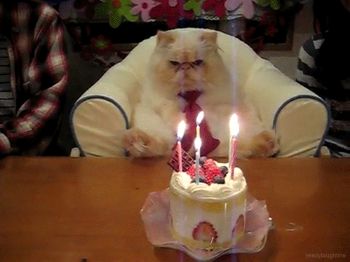 birthday-cat-not-happy