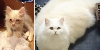 Ölmek Üzereyken Sokaktan Kurtarılıp Pofuduğa Dönüşen Kedi Şükufe