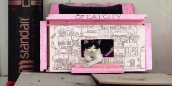 Bu Şehir Gerçek Olsaydı Tüm Kedi Severler Olarak Taşınırdık Diyeceğiniz “Cat York City”