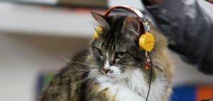 deadmau5-cat-headphones-hero