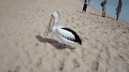 esneyen bir pelikan nasıl görünür