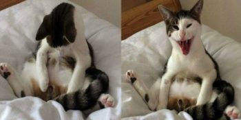 2015’in Garip Bir Yıl Olduğunu Kanıtlarcasına “Garip” Şeyler Yapan 25 Kedi