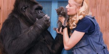 İşaret Dili Bilen Goril Koko’dan Düşündüren Mesaj: “İnsanlar Aptal, Dünyayı Kurtarın”
