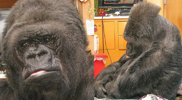 gorilla.vakfi.baskani