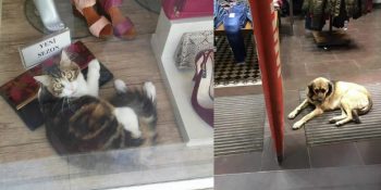 Soğuk Kış Günlerinde Kapılarını Sokak Hayvanlarına Açan Türkiye’nin 22 Güzel Esnafı