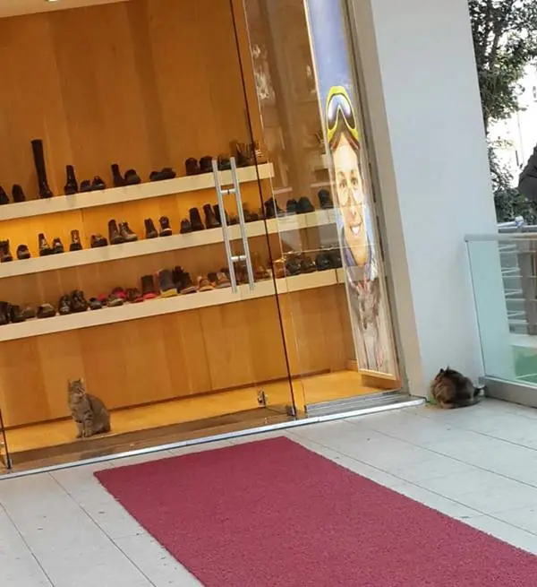 iyiinsanlarkedi-magaza-caddebostan