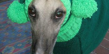 Terk Edilen Tazılar Üşümesin Diye İşinden İstifa Edip Onlara Kazaklar Ören Jan Anne