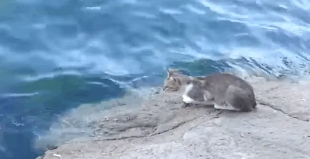 kedi-deniz