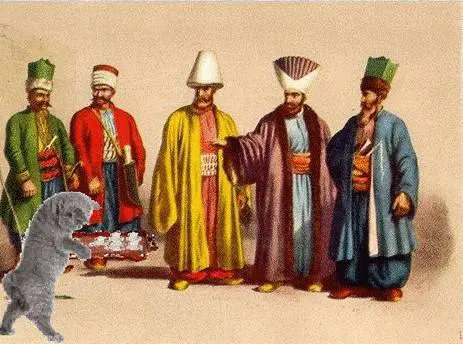 kedi-pasidah-hizmet