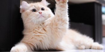 Öğrendiğinizde Ufkunuzu İki Katına Çıkaracak Kediler Hakkında 27 Az Bilinen Gerçek