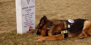 Asker Köpeklerin Hayatından  21 Hüzün Ve Sadakat Dolu Kare