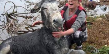 Selden Kurtarılan Eşeğin Dünyanın En Mutlu Hayvanına Dönüşme Hikayesi