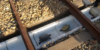 Tren Raylarına Sıkışan Kaplumbağalara Ayrı Yollar Yaparak Kalbimizi Kazanan Hayvansever Proje