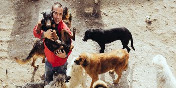 Tüm Servetini Eziyet Gören Köpekleri Kurtarmak İçin Harcayan Wang Yan’ın Hikayesi