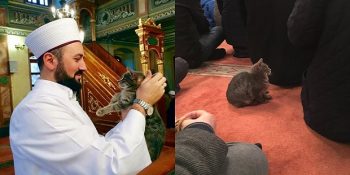 Camisinin Kapılarını Sokak Kedilerine Açan Dünyalar Güzeli İmam Mustafa Efe Hoca