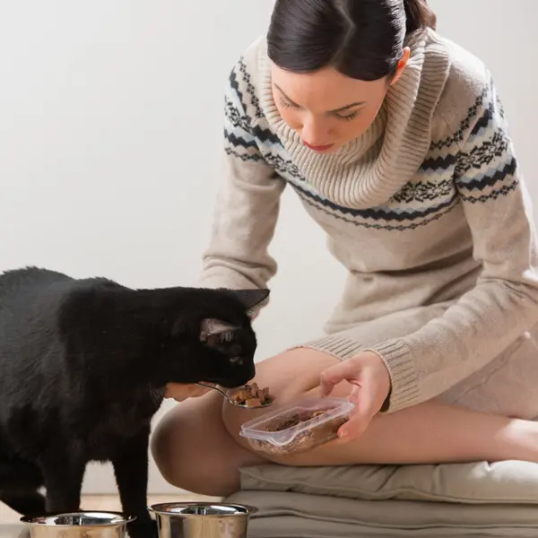 600px-woman-feeding-cat