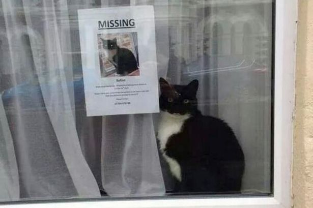 Lost-cat-found-near-lost-cat-poster