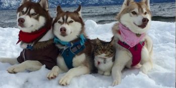 Hayatını Kurtaran 3 Husky İle Parmak Isırtan Bir Dostluk Kuran Minik Kedi Rosy