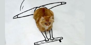Bir Kediyi Çizimlerle Ortamdan Ortama Sokmanın 11 Yolu