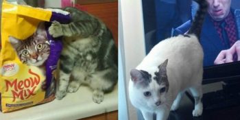 Doğru Zamanda Pati Atılmış En Sürreal 21 Kedi Fotoğrafı