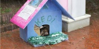 Kış Günlerinde Üşüyen Sokak Kedilerini Düşünen Güzel İnsanlardan 25 Kedi Evi Örneği